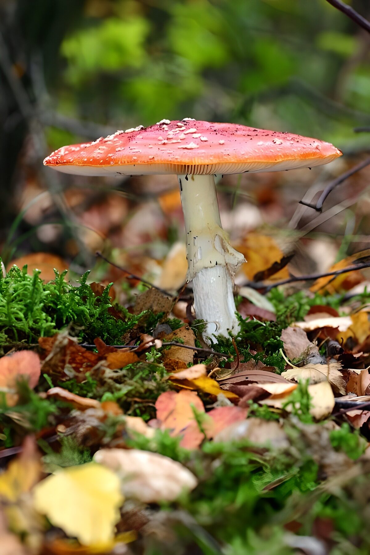 Vliegenzwam tussen mos en herfstblad