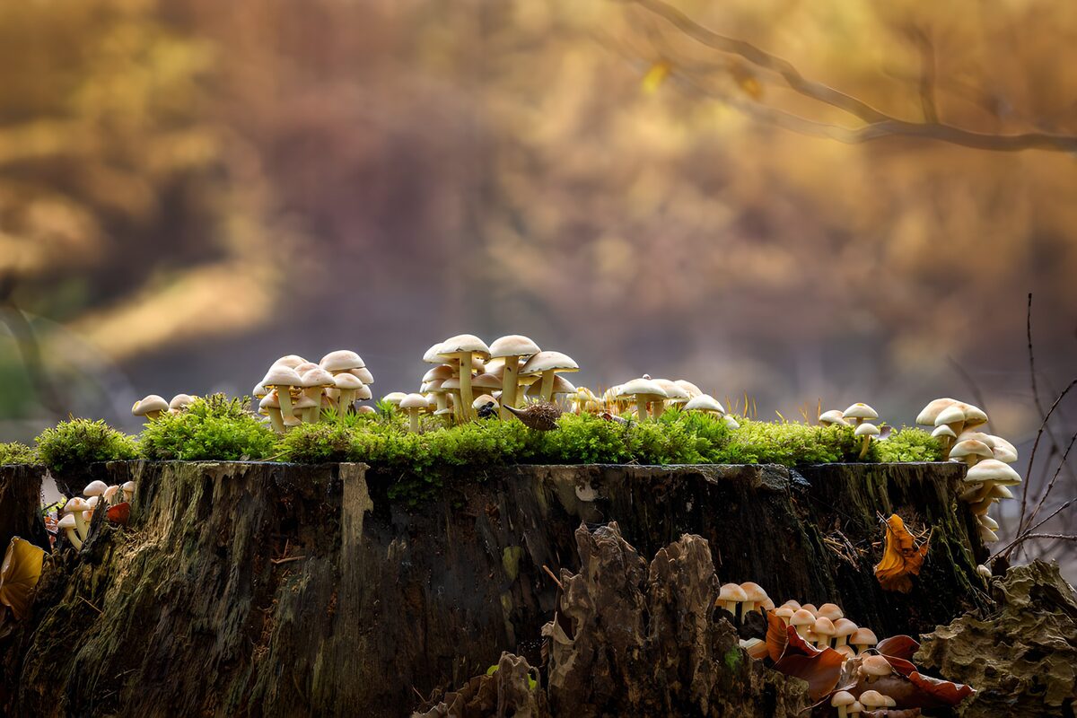 Bleke paddenstoelen op een mossige stronk