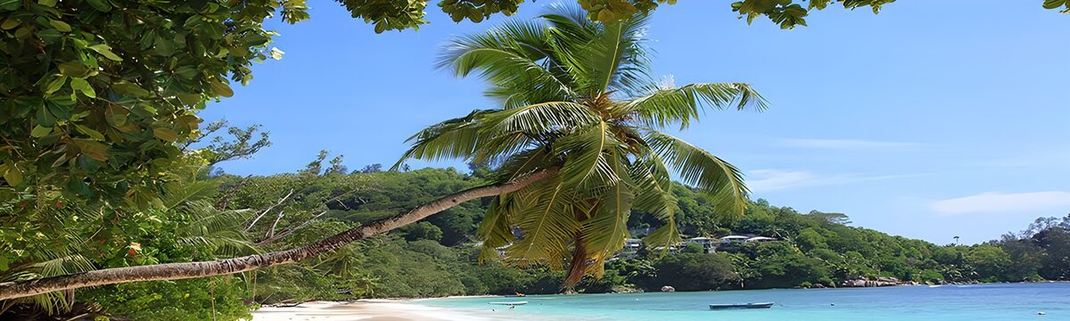 Tropische baai met overhangende palm