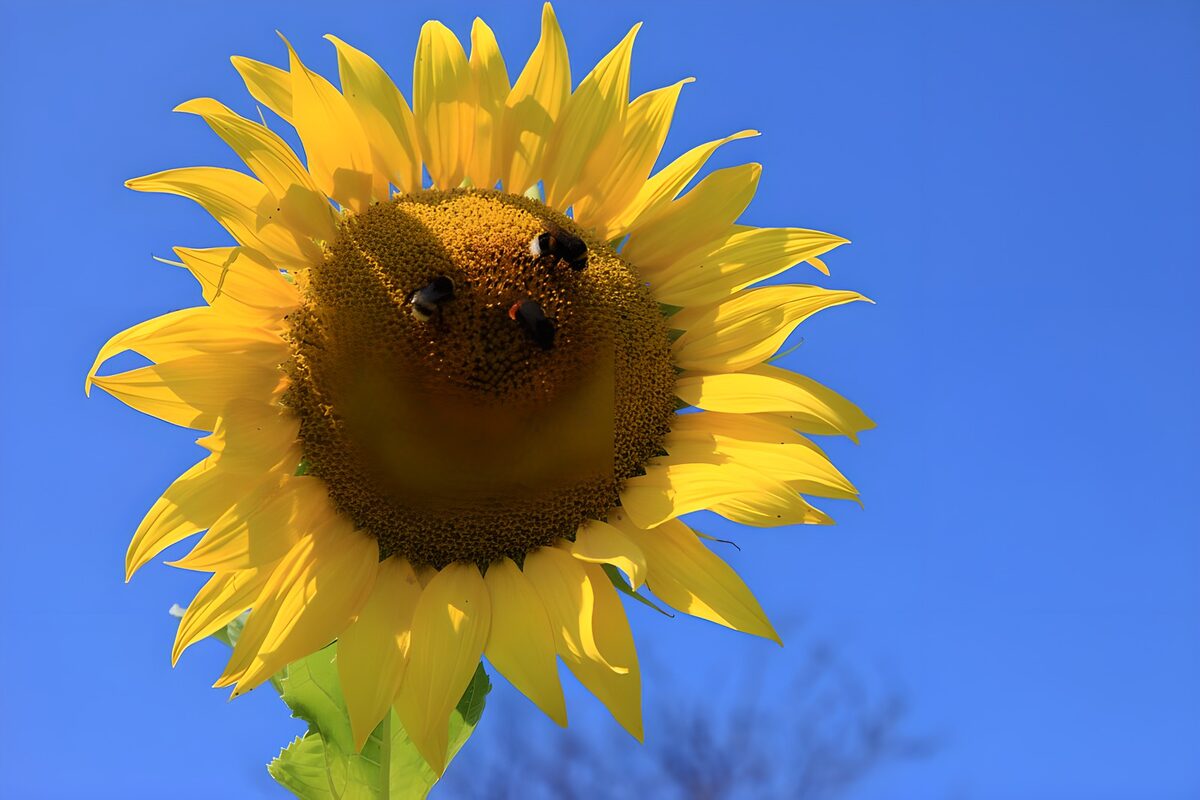 Gele zonnebloem met drie bijen