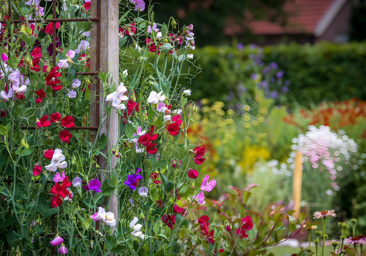Kleurrijke lathyrus langs een tuinrek
