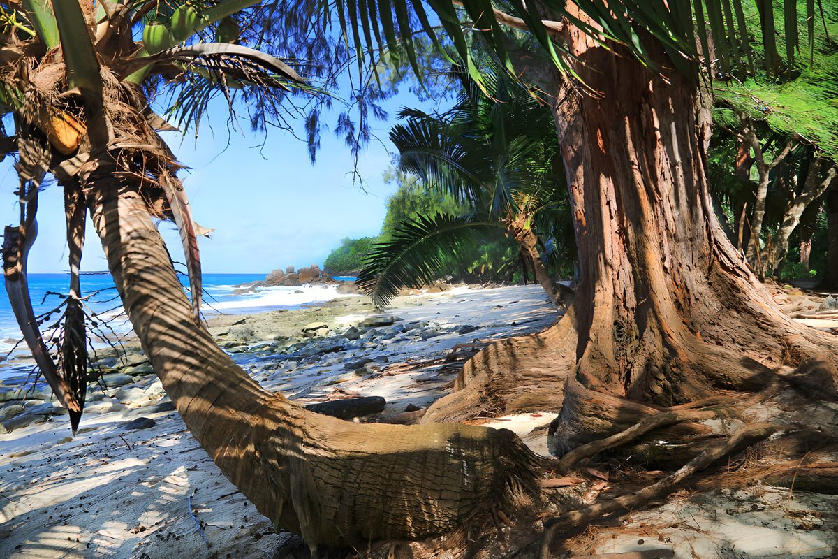 Tropisch strand met een kromme palm