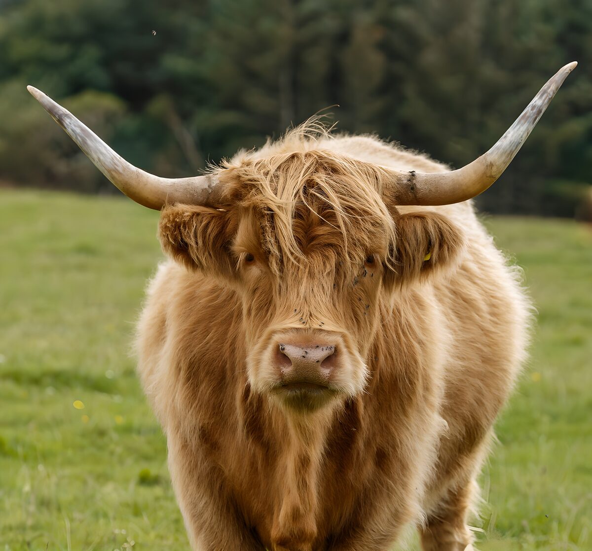 Blonde hooglander in de wei
