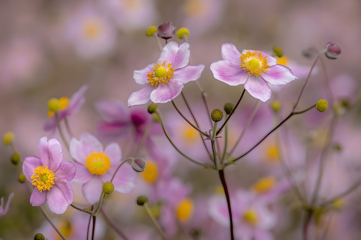 Roze anemonen in zacht licht