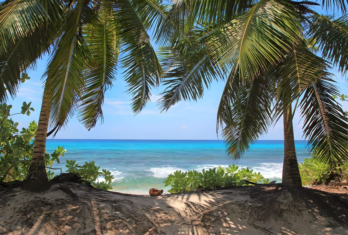 Palmbomen boven een turquoise zee