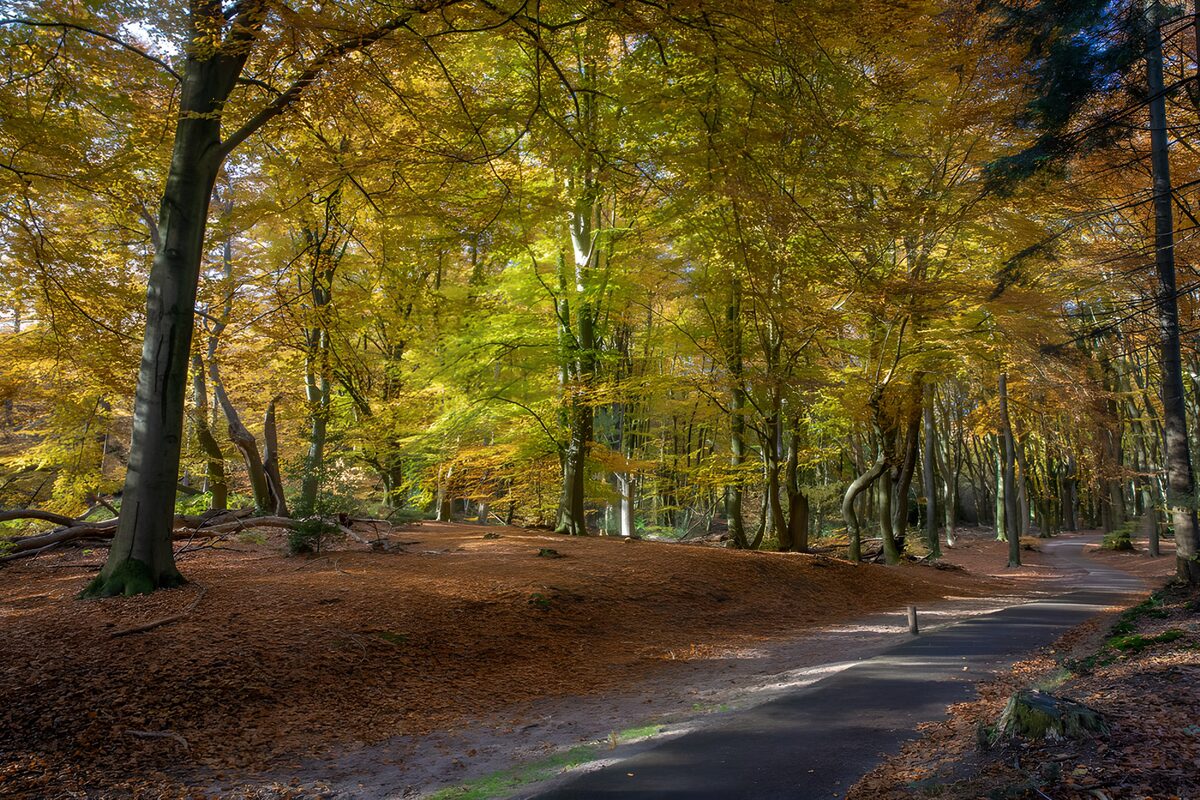 Herfstbos met een slingerend pad