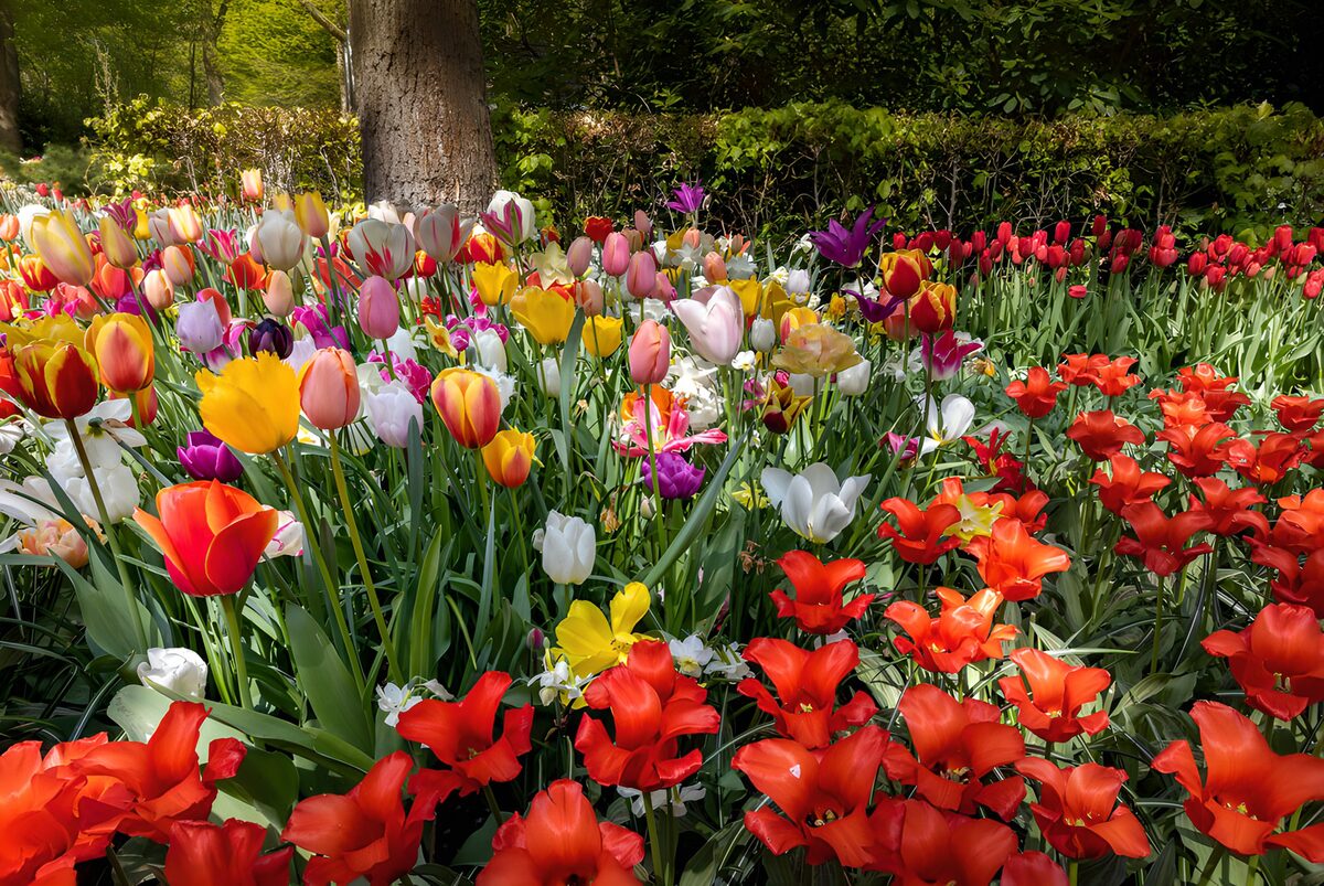 Kleurrijke tulpen in de lentetuin