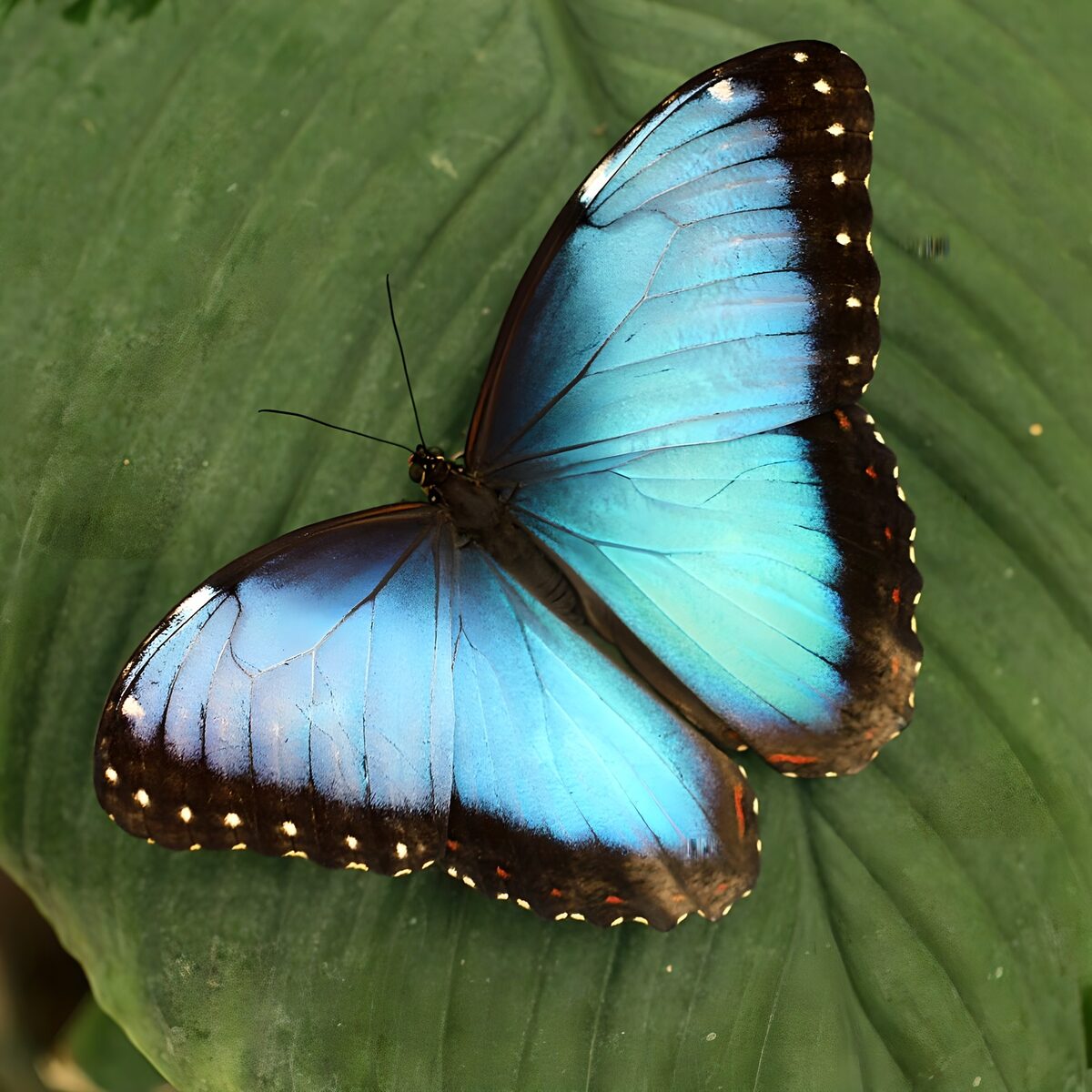 Blauwe vlinder op een groen blad
