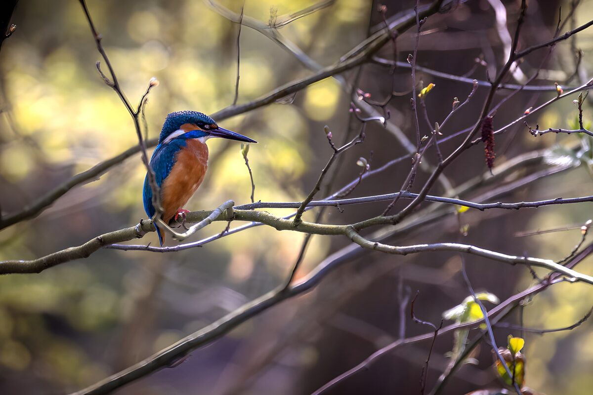 IJsvogel op een tak in zacht licht