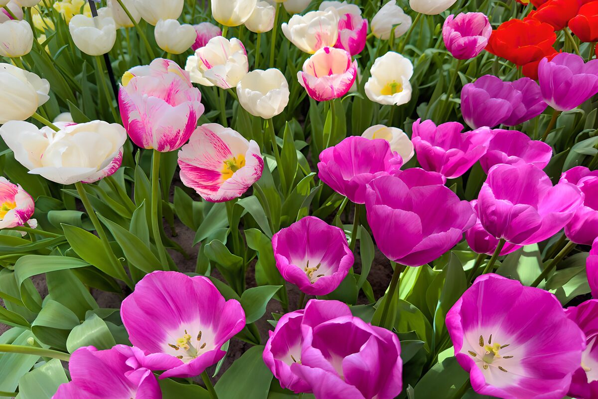 Een lentekoor van roze en witte tulpen