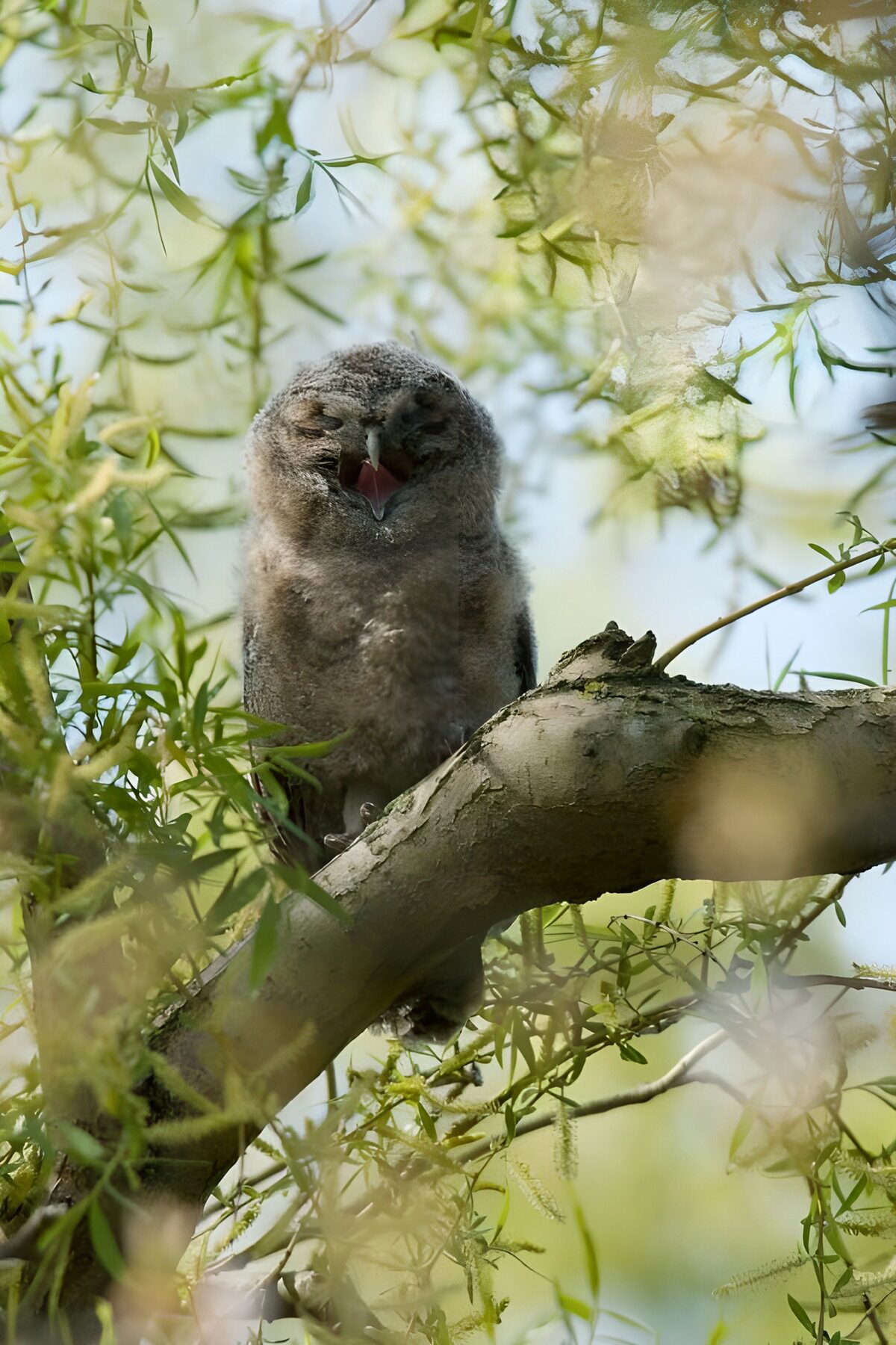 Jonge uil op een tak in het groen