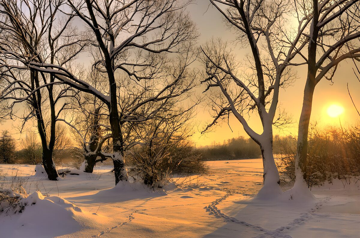Besneeuwde bomen in de avondgloed