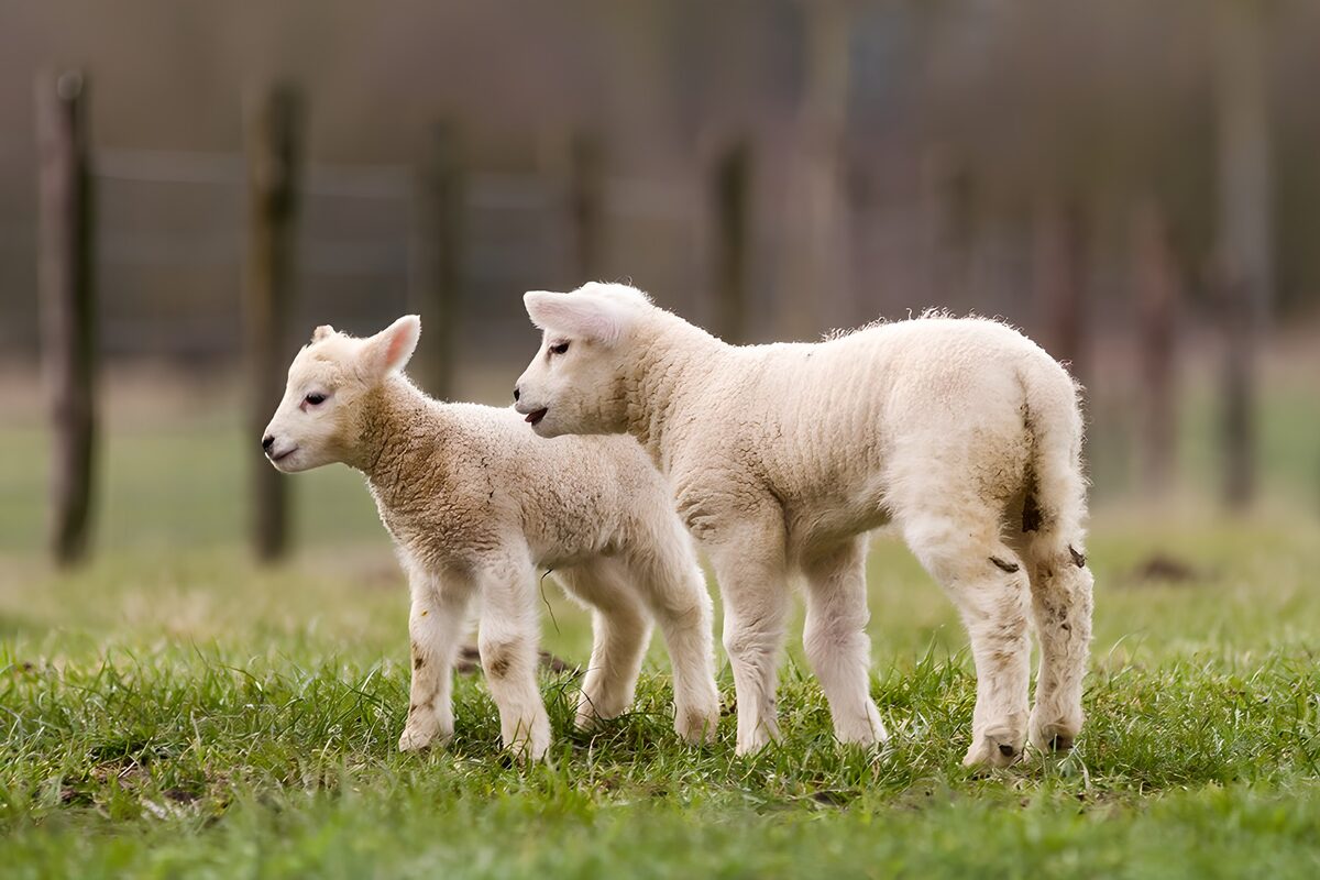 Twee witte lammeren in het gras
