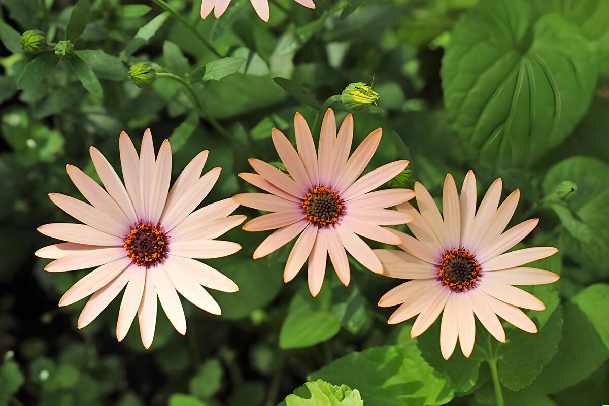 Drie zachtroze bloemen tussen groen
