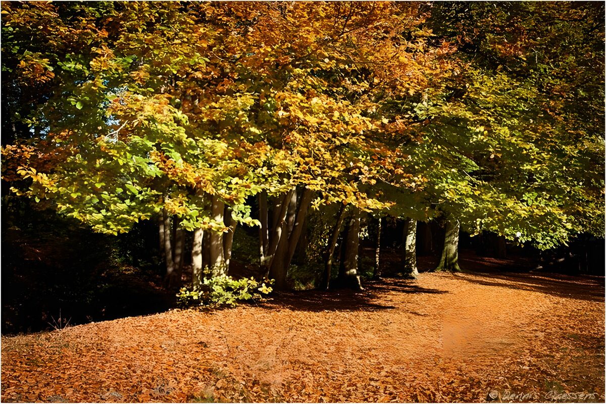 Herfstpad tussen zon en schaduw