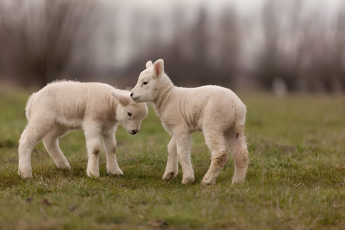 Twee lammeren in zacht daglicht