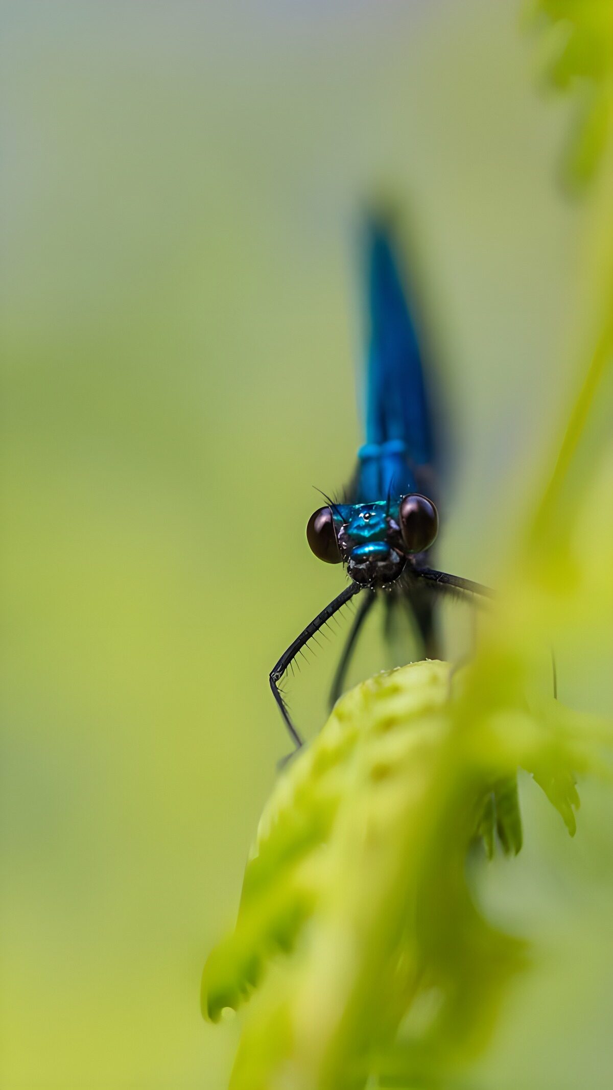 Blauwe waterjuffer tussen zachte groentinten