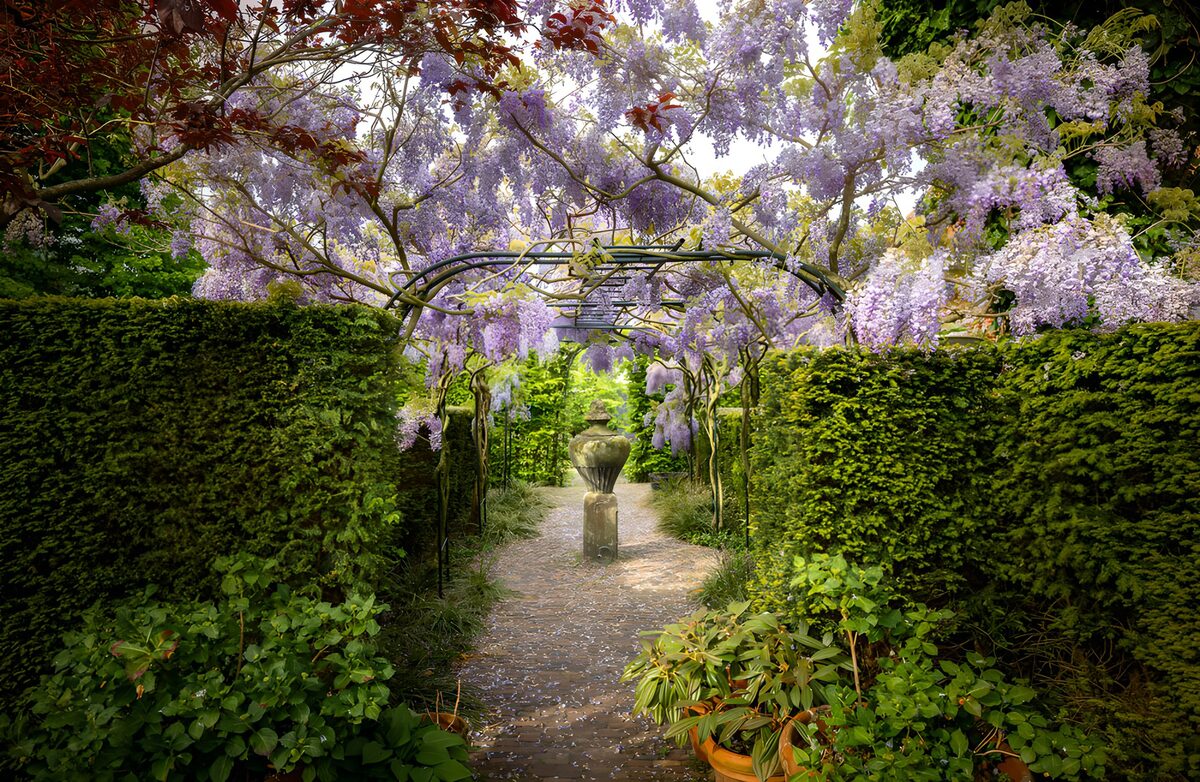 Tuinpad onder bloeiende blauweregen