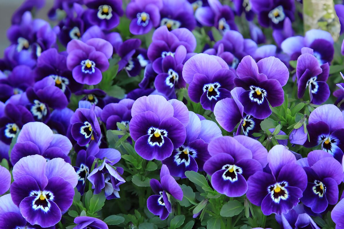 Paarse en lila viooltjes in volle bloei