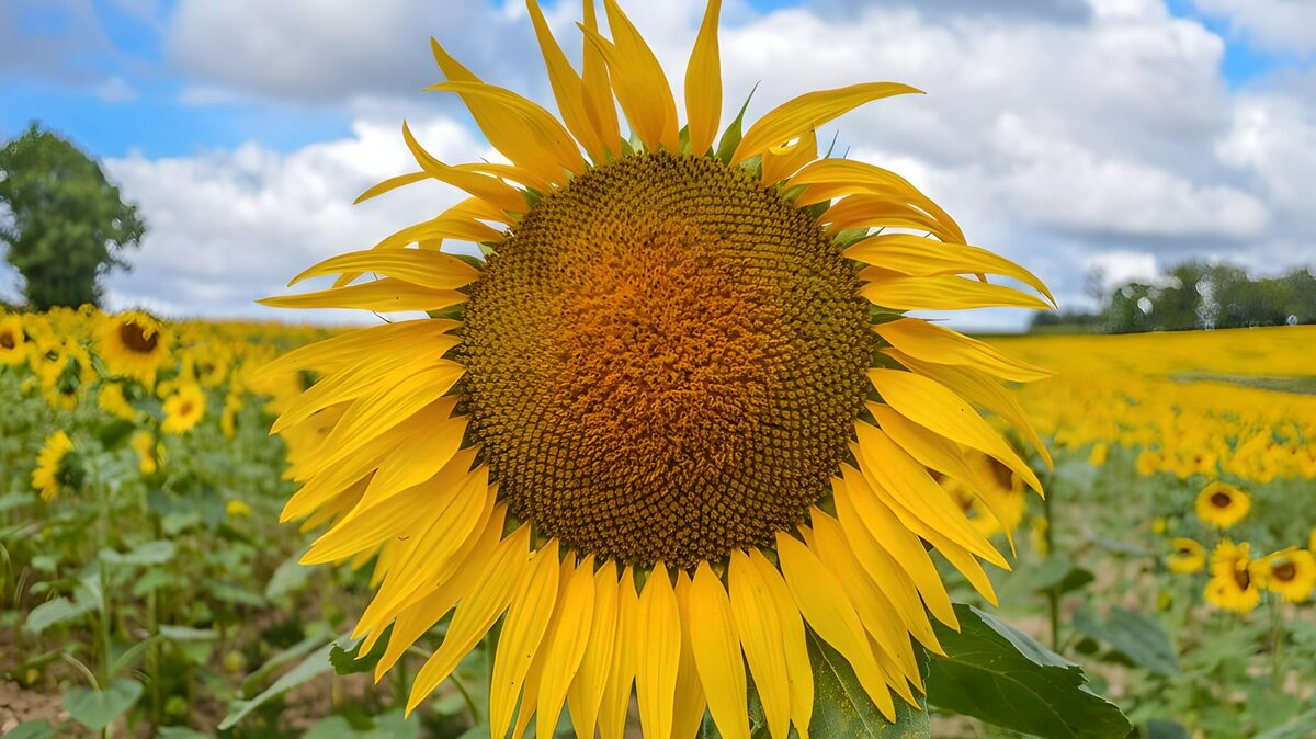 Een zomer vol zonnebloemen