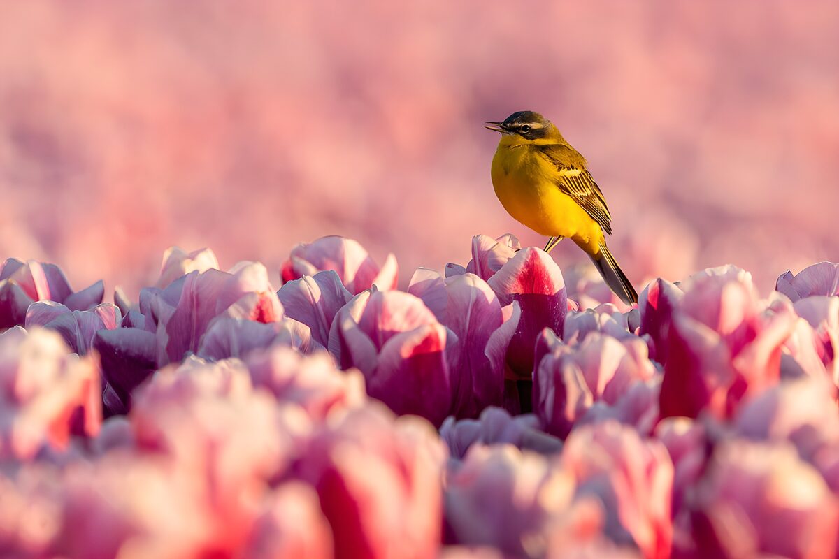 Kwikstaart op de eerste bloemenrij