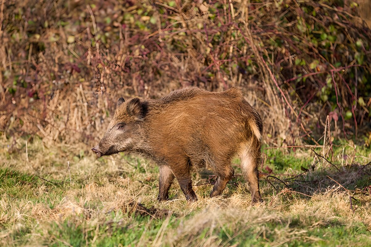 Wild zwijn in zonnig gras