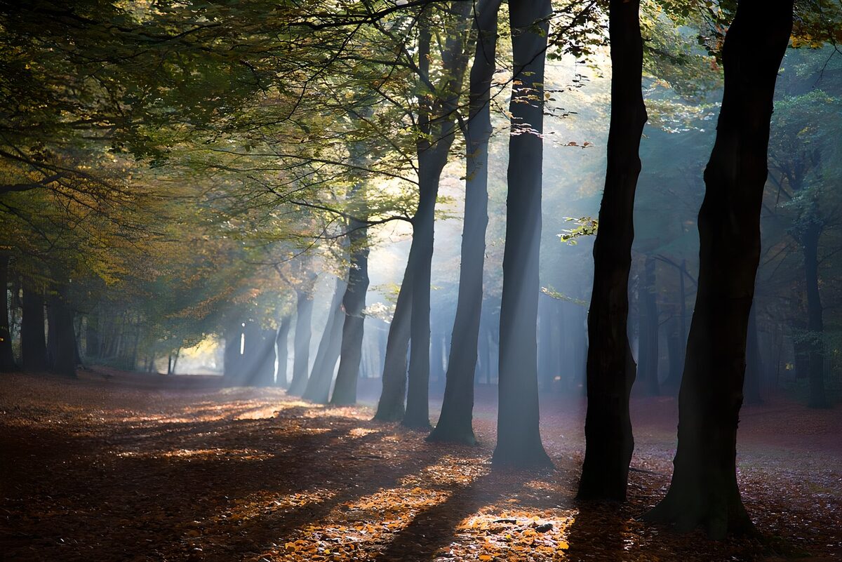 Herfstbos met zonnestralen en nevel