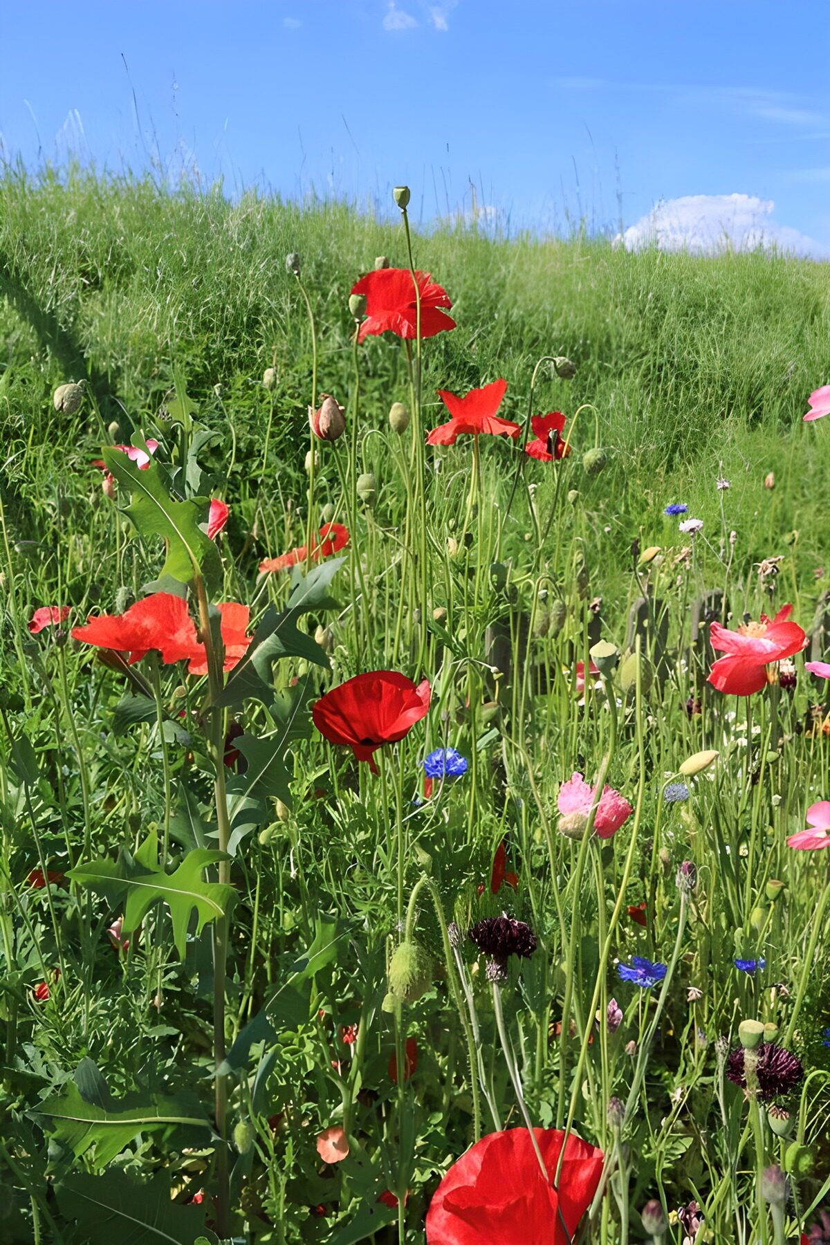 Rood bloeit tussen het groen