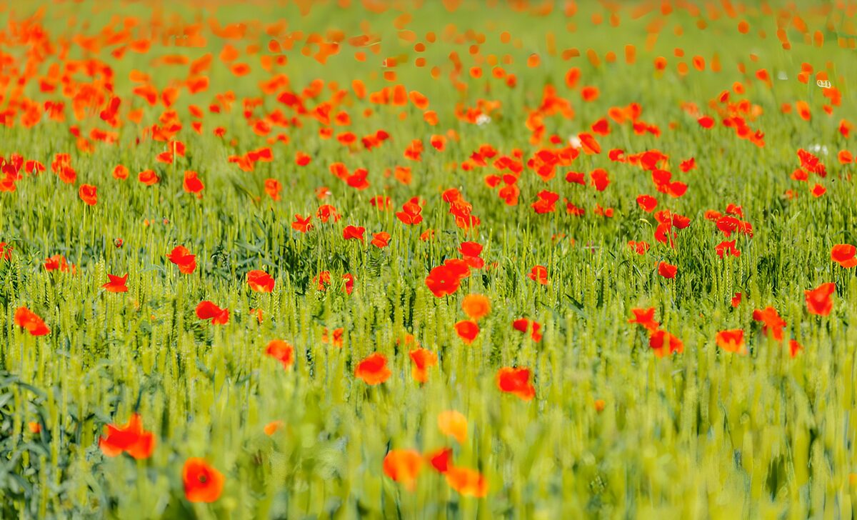 Rode klaprozen in een groen graanveld