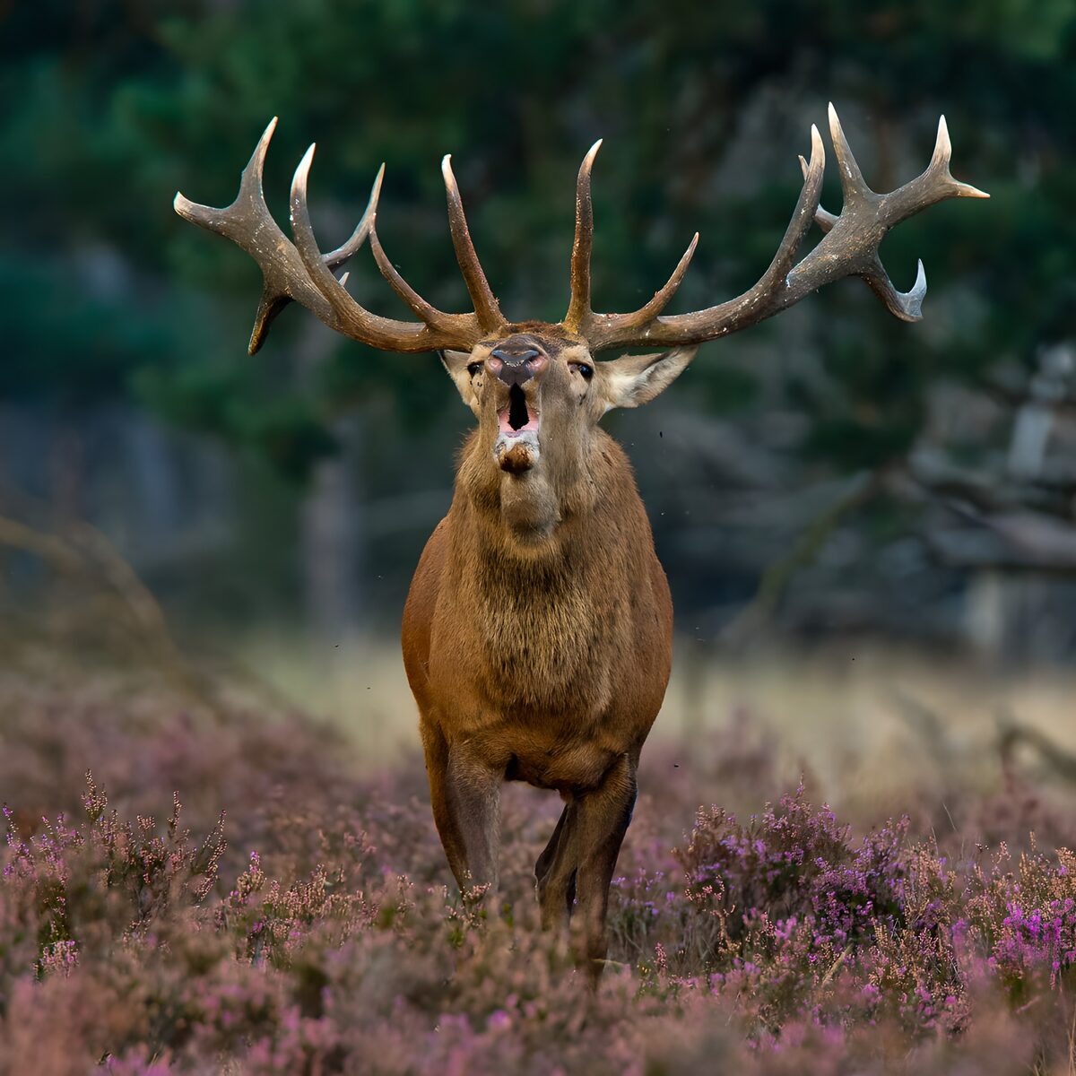De roep van het hert in de heide