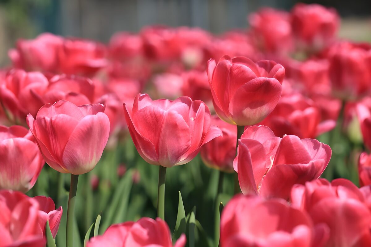 Roze tulpen in de lentezon