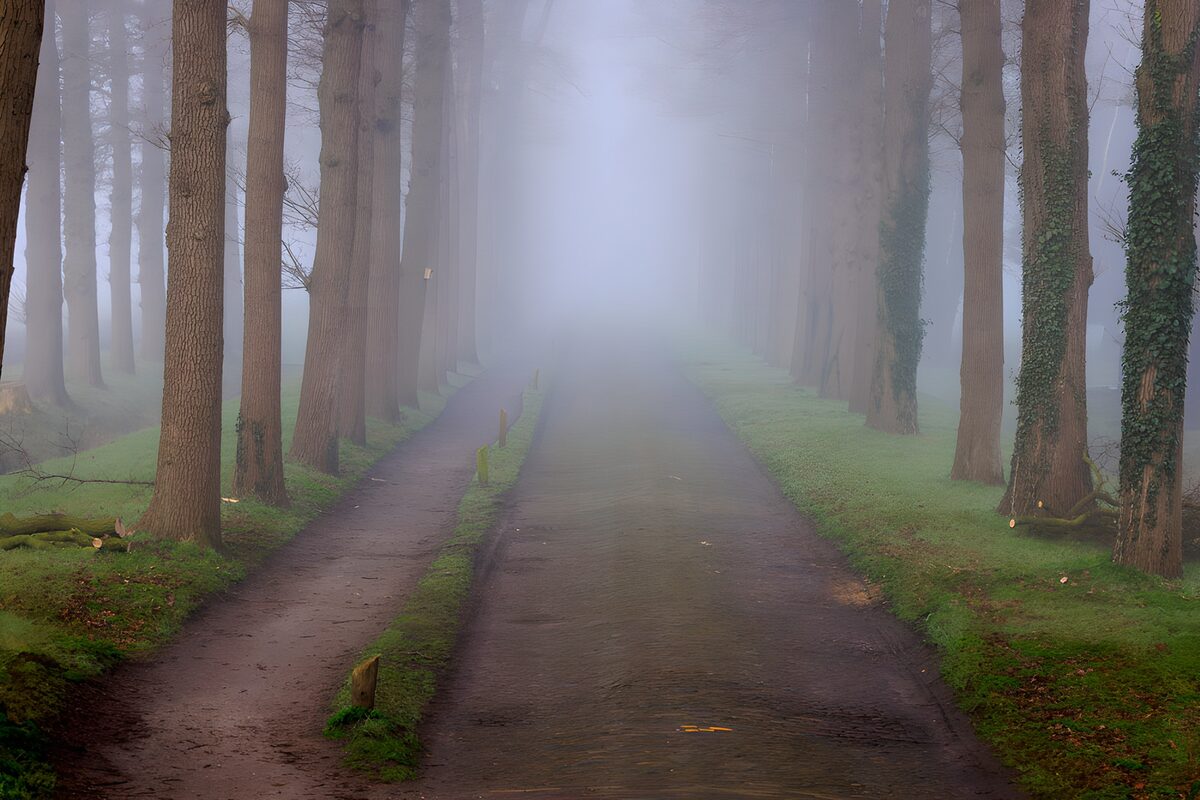 Mistige bomenlaan met weg en wandelpad