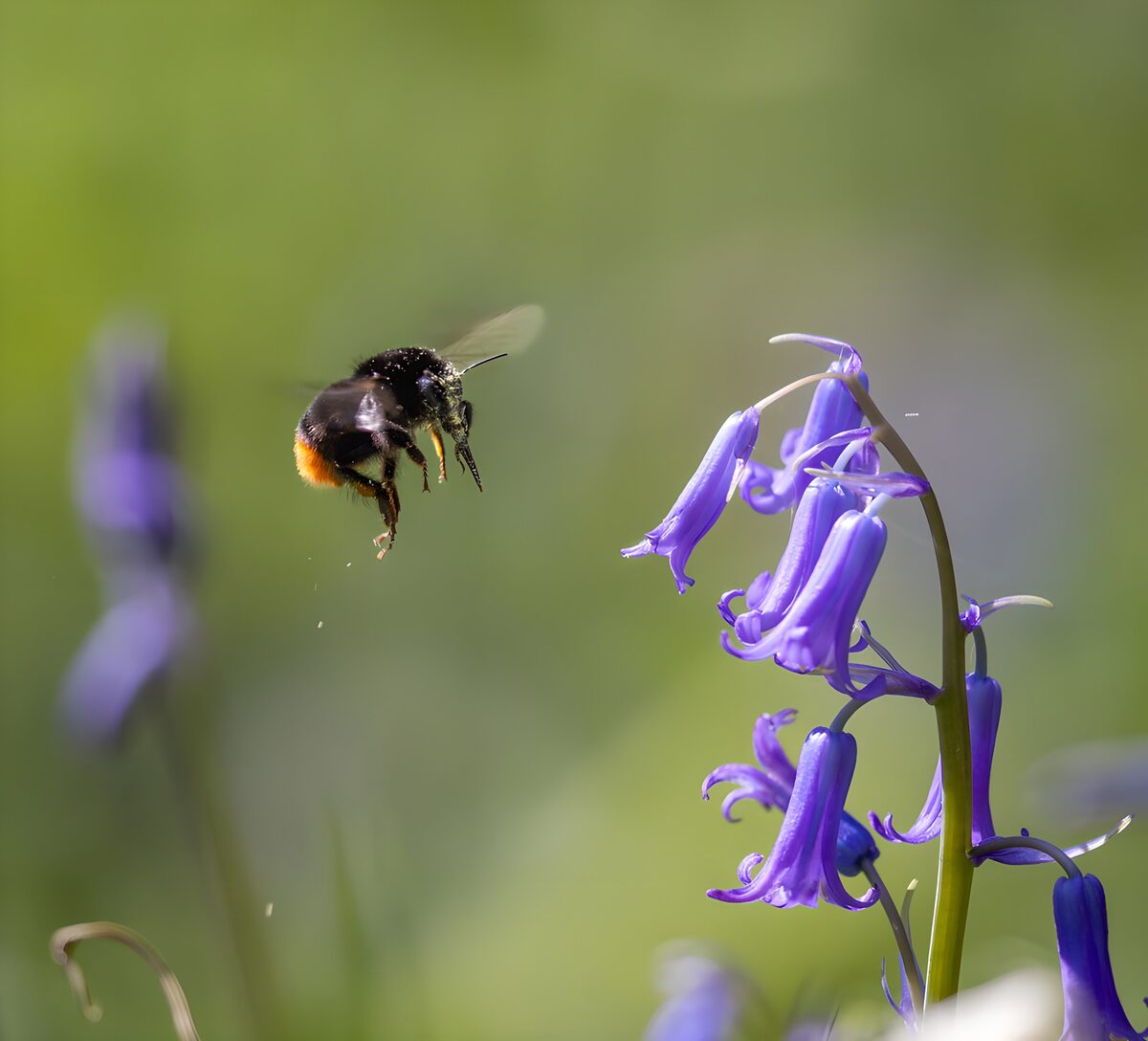 Vliegende hommel bij blauwe bloemen