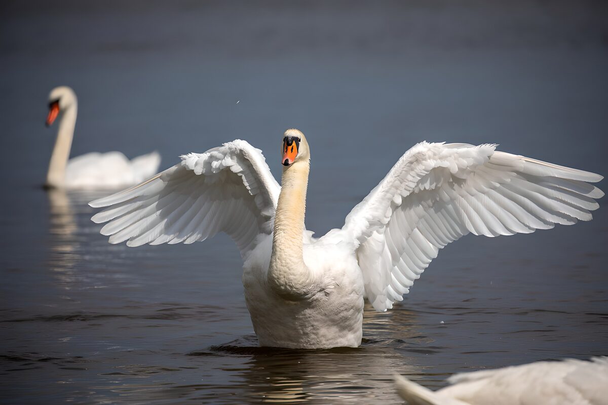 Witte vleugels boven donker water