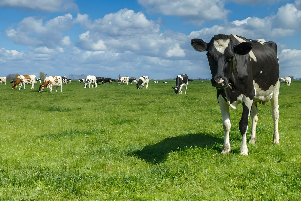Zwartbonte koe in een zonnige wei