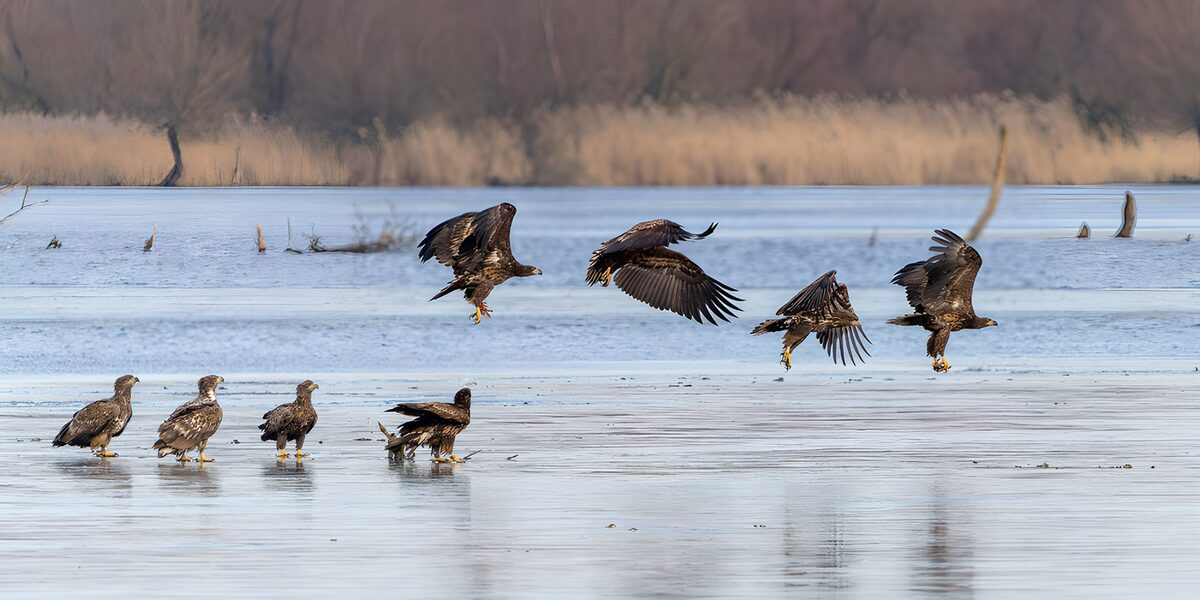 Arenden op het winterijs
