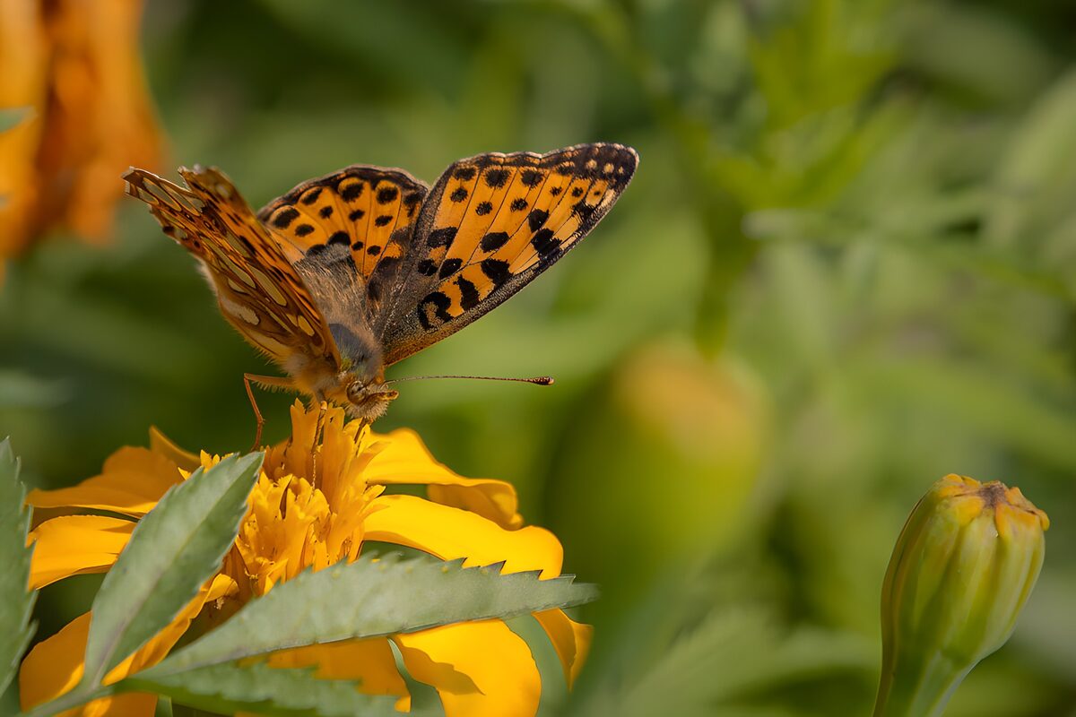 Oranje vlinder op een gele bloem