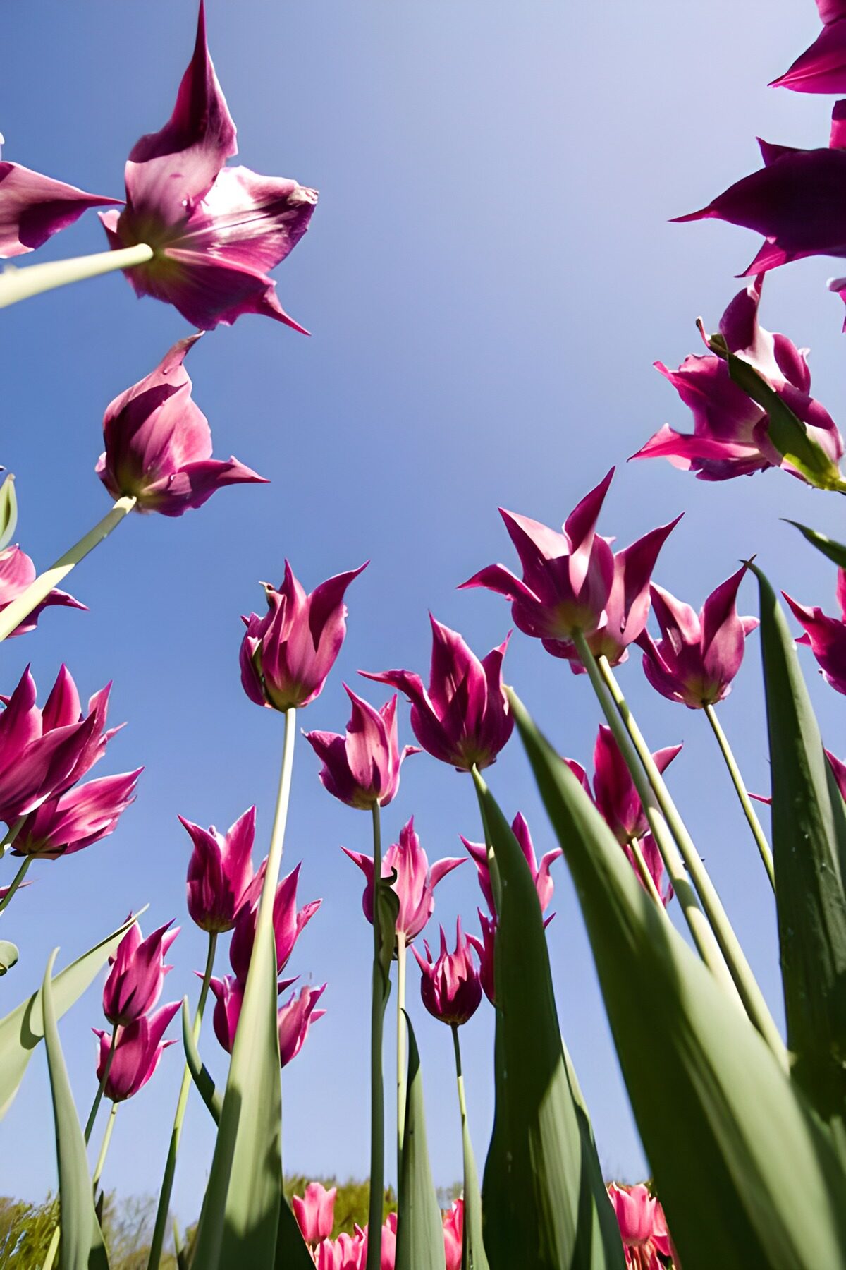 Roze tulpen tegen een strakblauwe lucht