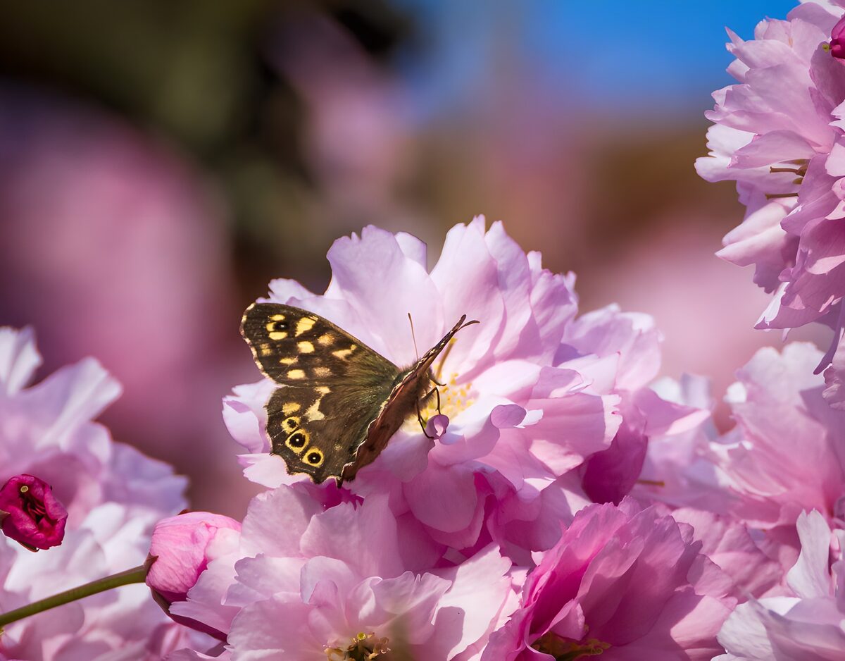 Bruine vlinder op roze bloesem