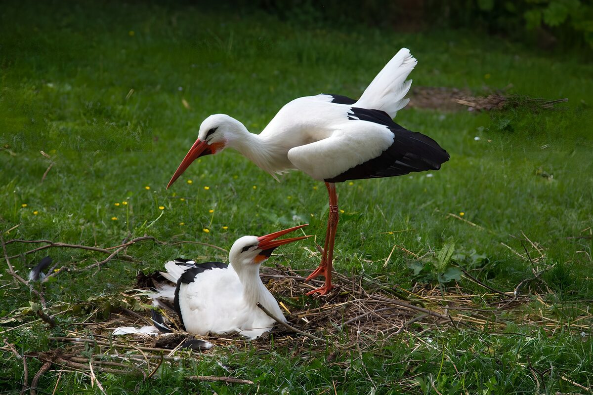 Twee ooievaars bij hun nest in het groen