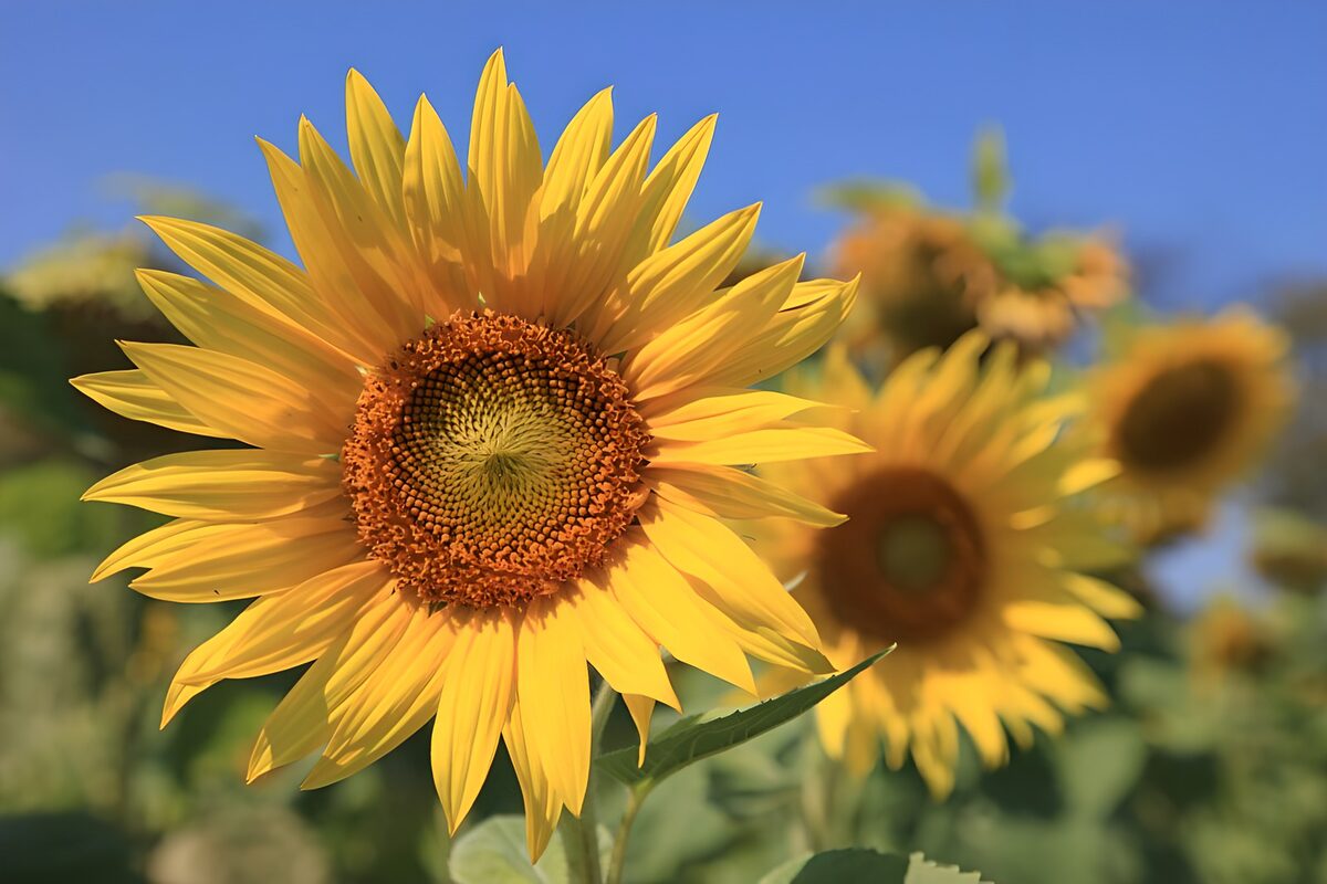 Zonnebloem in een zee van zomer