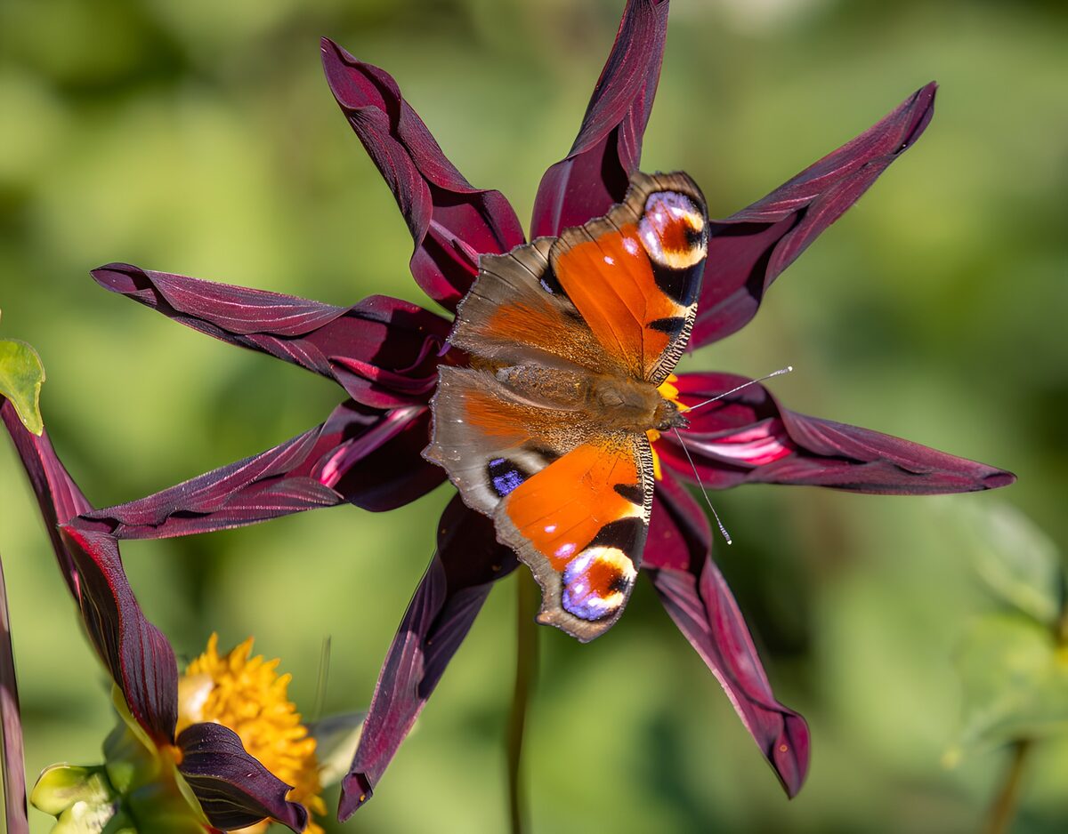 Dagpauwoog op een dieppaarse bloem