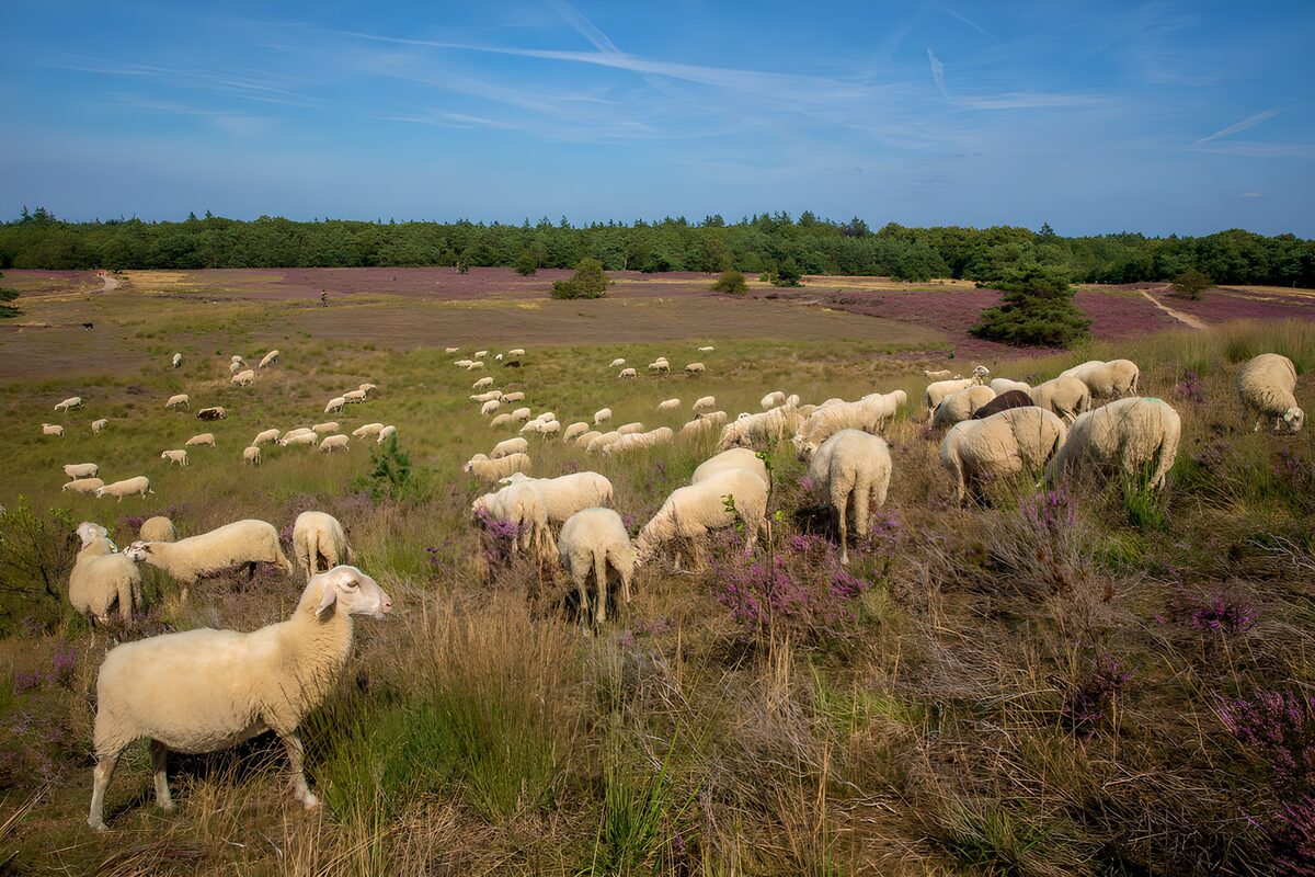 Schapen op de paarse heide