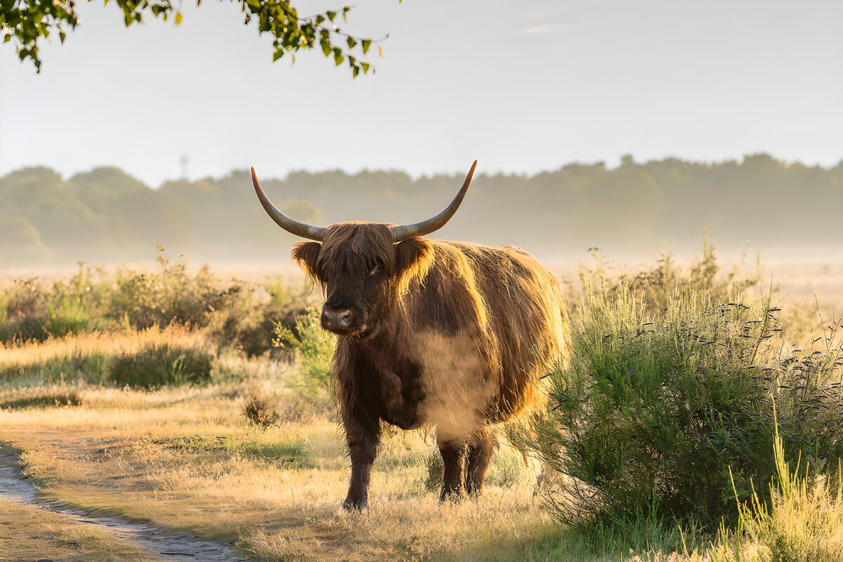Schotse hooglander in de ochtendmist