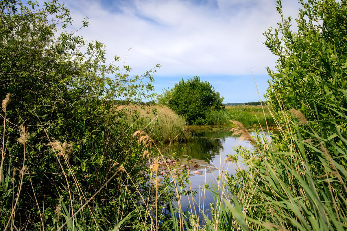 Groene vijver tussen struiken en riet