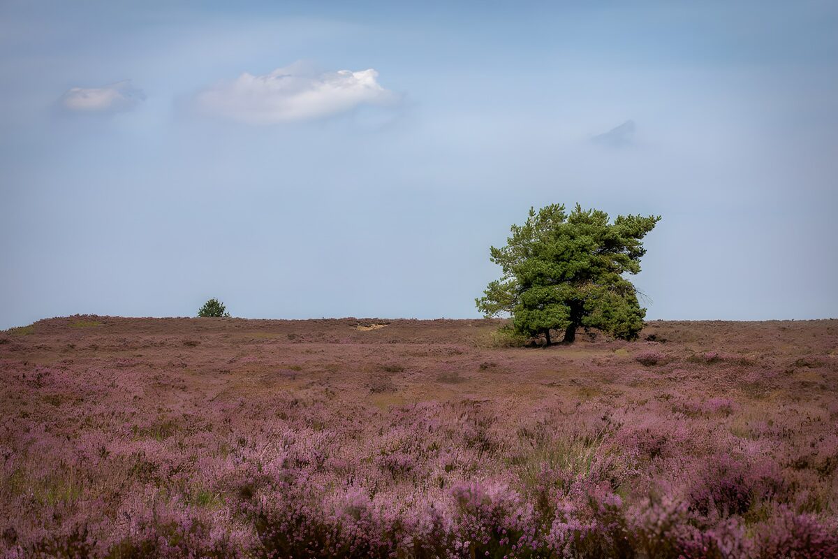 Paarse heide met een eenzame den
