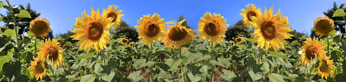 Zonnebloemen vangen de zomer