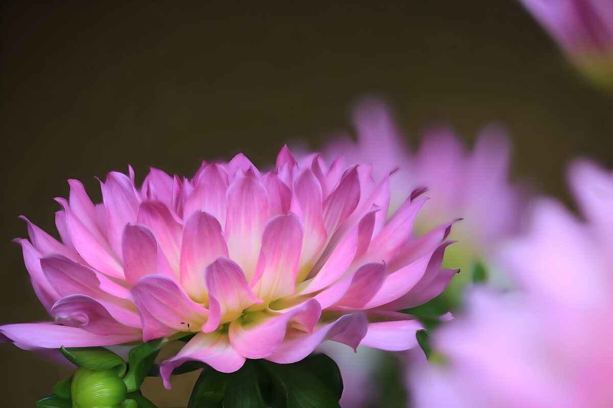 Roze bloem tegen een zachte achtergrond