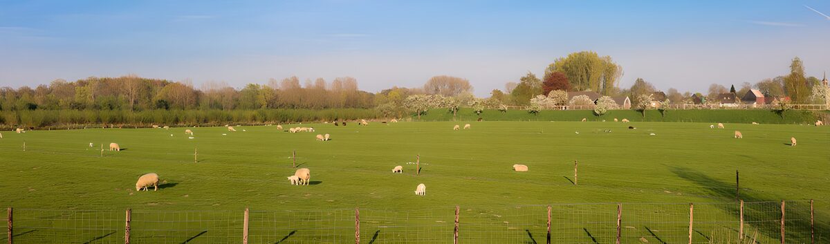 Schapen in een zonnige groene weide