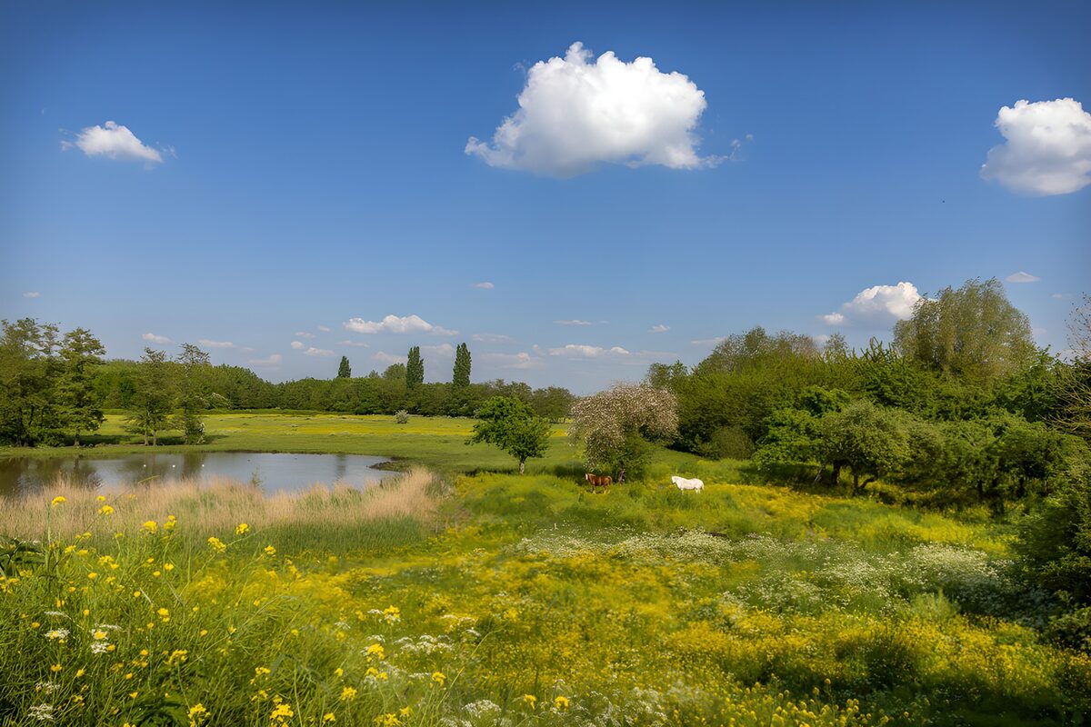 Paarden in een bloemrijke weide